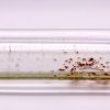 Aurum – Bild 2